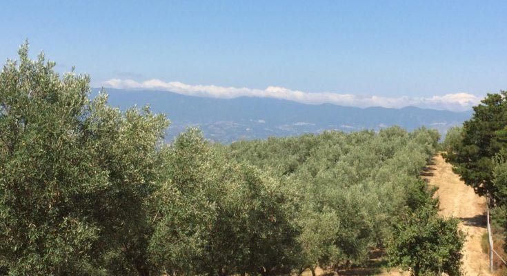 Sindaco di Bisignano: Terreni irrigati con acque del Cecita