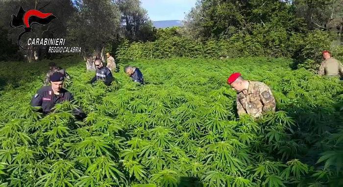 coltivava piantagione marijuana, arresto