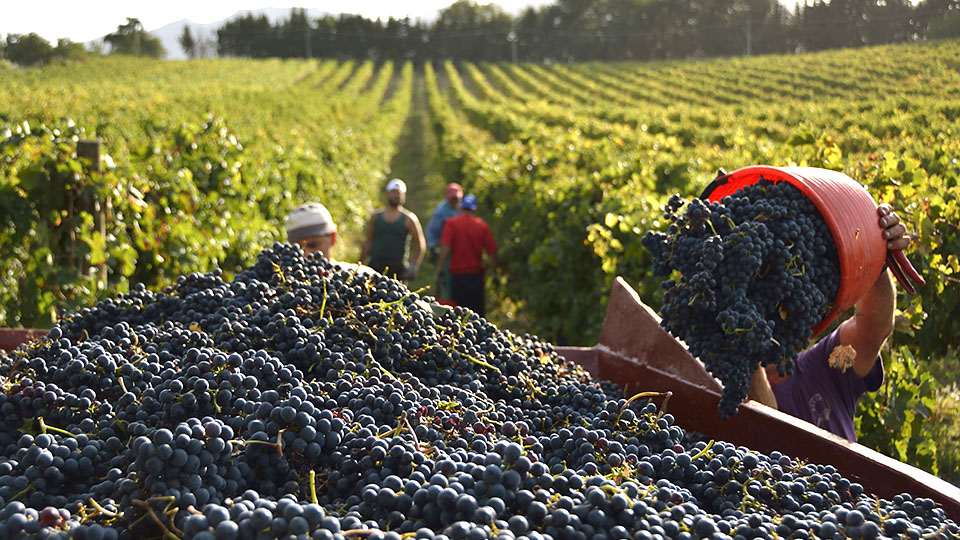 Caporalato tra le vigne di Asti, tre arresti