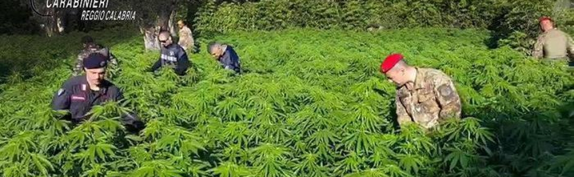 coltivava piantagione marijuana, arresto