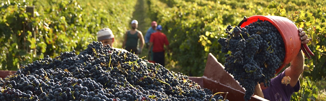 Caporalato tra le vigne di Asti, tre arresti